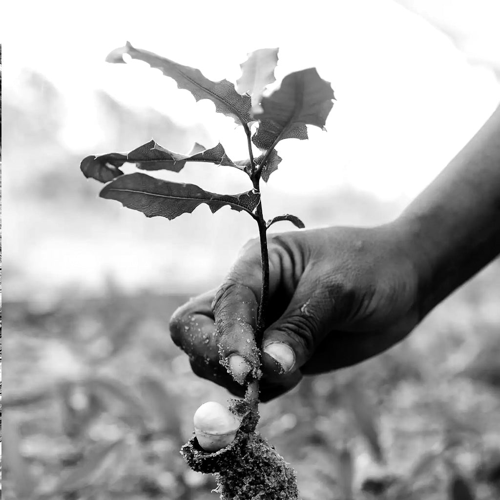 Person holding plant seedling