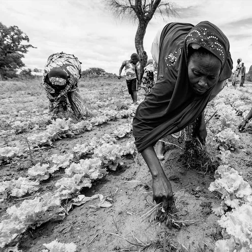 Women in Western Africa Market garden